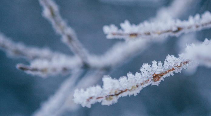 Val de frig în Maramureș: temperaturi de -13 grade la munte și pagube în livezi din cauza înghețului