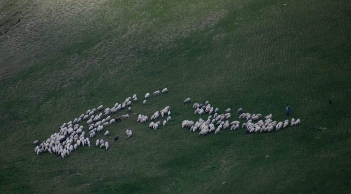 Ministrul Mediului acuză un fake news: În zonele prioritare pentru biodiversitate nu vor fi oprite pășunatul sau cositul