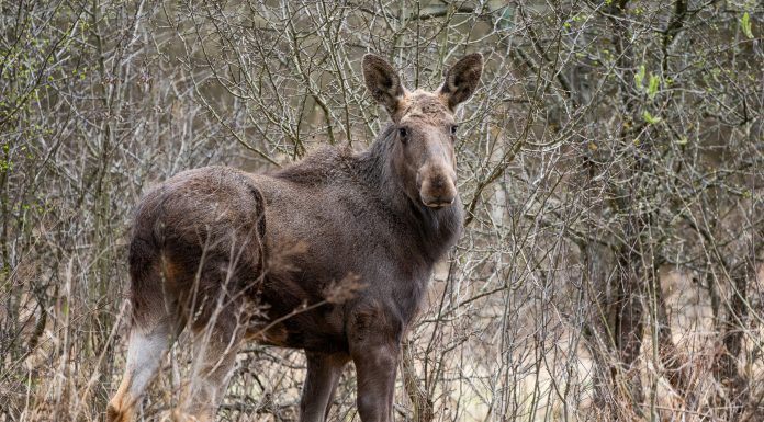 Elanul revine în pădurile României după 200 de ani de absență. Primele 4 animale au fost eliberate în Parcul Natural Vânători Neamț