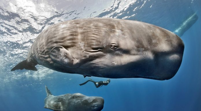 Descoperire uimitoare în adâncul oceanelor: Cașaloții comunică printr-un „alfabet” similar limbajului uman