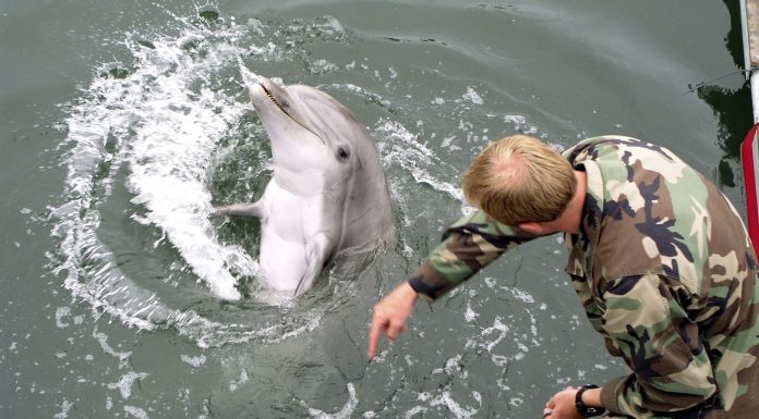 Delfini și drone: Cum se poate demina Strâmtoarea Ormuz. Specialist american: „Va dura o perioadă de timp”