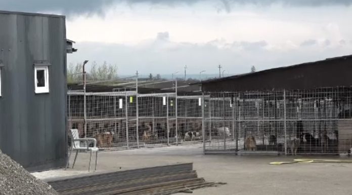 Percheziții la un padoc deținut de fiul primăriței din Berchișești. Polițiștii bănuiesc că ar fi fost ucise mii de animale