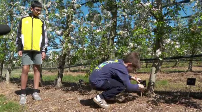 „Adoptă un măr”. Inițiativa importată din Spania a unui proprietar de livadă din Arad