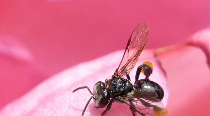 Un compus natural investigat pentru prevenirea formării cicatricilor postoperatorii