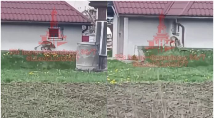 Un animal neobișnuit, cu picioare lungi, a fost filmat într-un sat din Ucraina. Localnicii cred că ar putea fi „chupacabra”