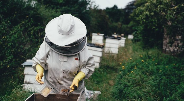 Ajutor aprobat în primă etapă – câte 12 euro anual pentru o familie de albine, timp de 3 ani