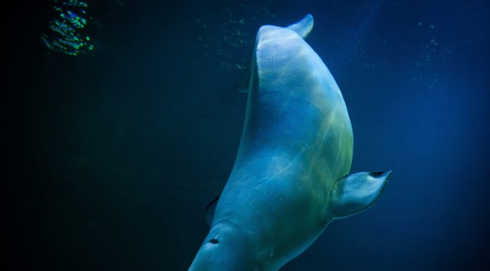 Norvegia: O belugă a fost observată într-un râu la aproximativ şaizeci de kilometri de Oslo