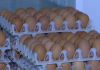 Alertă sanitară în prag de sărbători: 1,5 milioane de ouă, care ar fi contaminate cu Salmonella, retrase de la vânzare