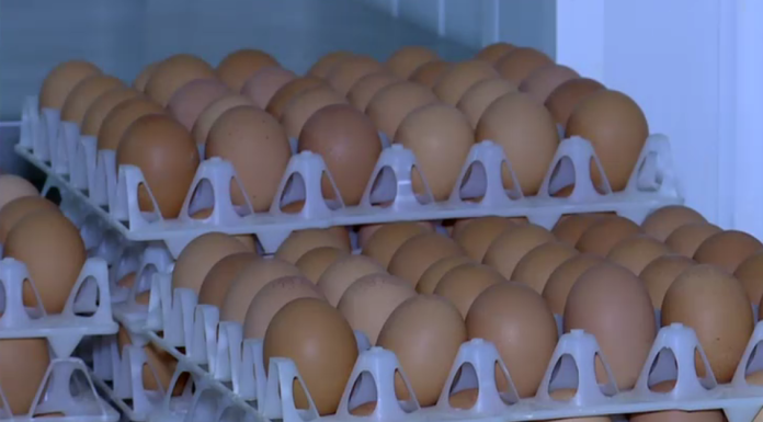 Alertă sanitară în prag de sărbători: 1,5 milioane de ouă, care ar fi contaminate cu Salmonella, retrase de la vânzare
