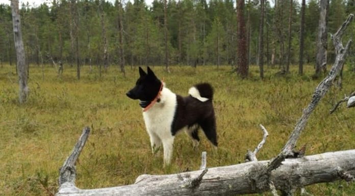 Primele norme UE pentru protejarea pisicilor şi câinilor împotriva abuzurilor: Microciparea obligatorie, interzicerea reproducţiei animalelor cu trăsături conformaţionale excesive