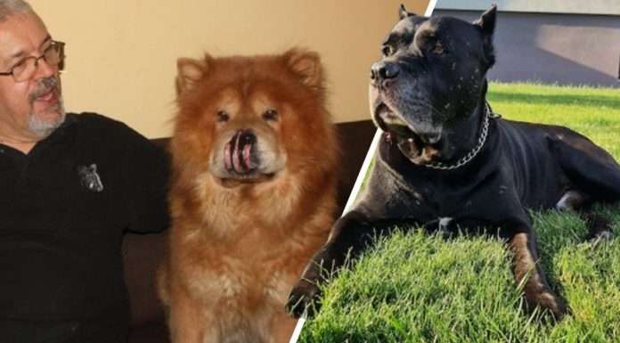 Încăierarea Ding vs Jax s-a lăsat cu un proces monstru la Oradea. Cine a fost capul răutăților