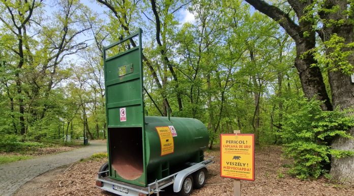 Autorităţile din Târgu Mureş atrag atenţia că un urs a fost observat în mod repetat în zona Platoului Corneşti şi a Grădinii Zoologice şi recomandă populaţiei prudenţă/ A fost montată o cuşcă de capturare a animalului