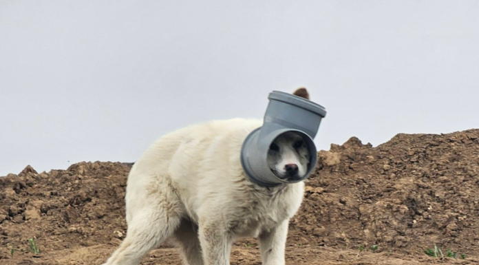 Câine cu capul blocat într-o țeavă, de zile întregi în Ilfov. Apel urgent al Protecției Animalelor