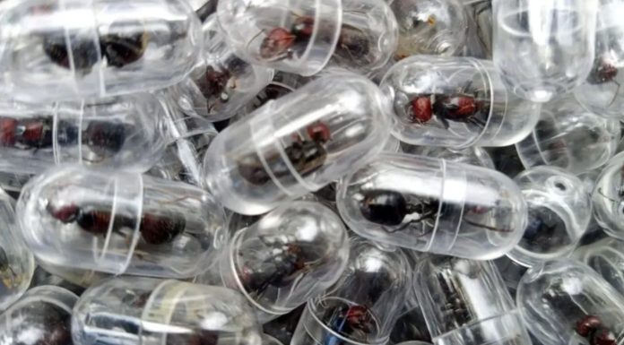 Un chinez prins cu 2.200 de furnici regine de grădină în bagaje va merge la închisoare. Una poate costa 200 de dolari. FOTO