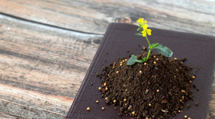 Plante din Biblie și semnificația lor ascunsă. Ce plante erau considerate sacre