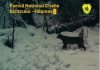 Imagini rare cu un râs, surprinse în Parcul Naţional Cheile Bicazului – Hăşmaş / ”Fantoma Carpaţilor” – numit aşa pentru că, în loc să fugă, preferă să rămână perfect nemişcat – adulmecă prin zăpadă – VIDEO