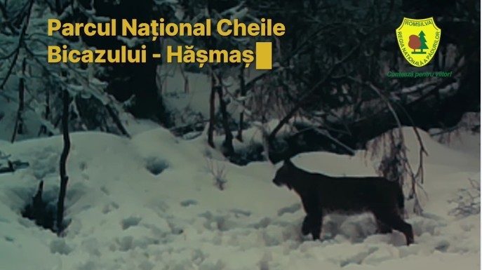 Imagini rare un un râs, surprinse în Parcul Naţional Cheile Bicazului – Hăşmaş / ”Fantoma Carpaţilor” – numit aşa pentru că, în loc să fugă, preferă să rămână perfect nemişcat – adulmecă prin zăpadă – VIDEO