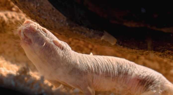 Descoperire surprinzătoare. Ce animale au renunțat la violența excesivă pentru un transfer pașnic al puterii