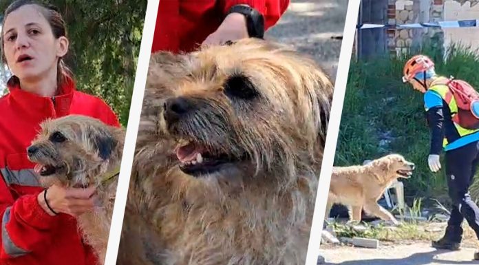 Născuți eroi. Cățeii salvatori de oameni s-au distrat de minune într-o competiție pe viață și pe moarte la Craiova