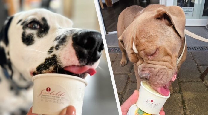 Un român a dat lovitura cu o afacere, în Germania. Face îngheţată pentru căţeii nemţilor. Cât costă o îngheţată