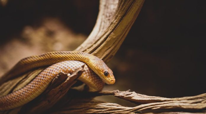 Un turist german a murit după ce a fost mușcat în timpul unui spectacol cu șerpi, în Egipt