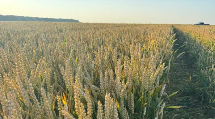 Fermierii români cresc productivitatea culturilor de cereale prin protecția timpurie