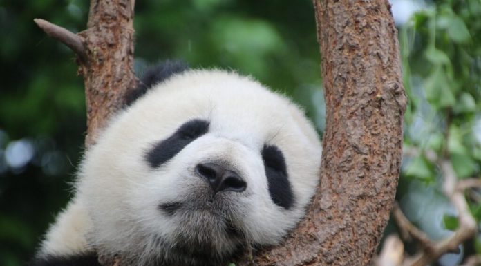 China va trimite din nou panda uriași în Atlanta