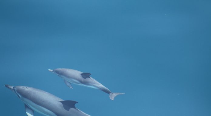 Intervenție în Marea Neagră: delfini, rechin și sturioni salvați din plasele braconierilor