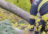 Un bărbat din Neamț a murit după ce un copac dintr-o pădure a căzut peste el. A fost găsit la 200 de metri de drum. FOTO