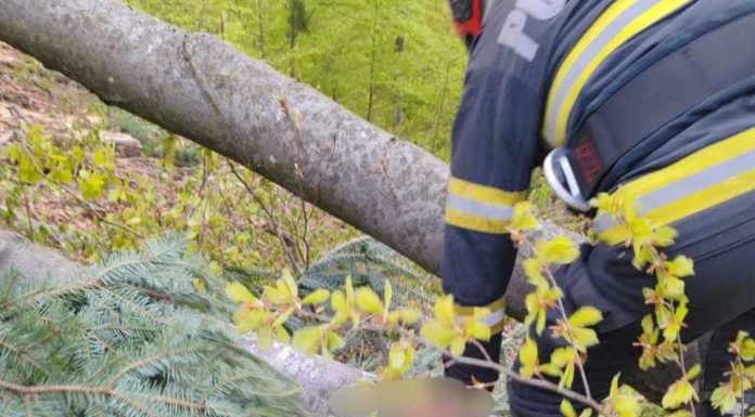 Un bărbat din Neamț a murit după ce un copac dintr-o pădure a căzut peste el. A fost găsit la 200 de metri de drum. FOTO