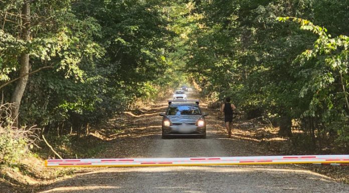 Ministerul Mediului a câștigat în primă instanță procesul privind raportul corpului de control referitor la drumul din pădurea Băneasa