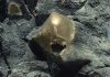O sferă misterioasă de aur, descoperită pe fundul oceanului, a fost identificată după mai bine de doi ani