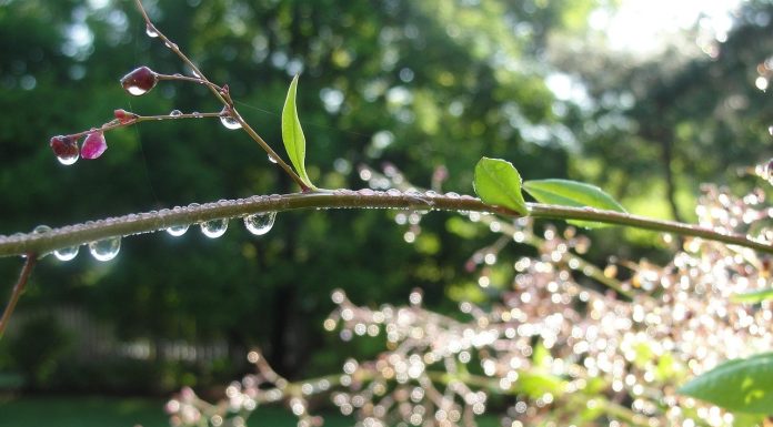 METEO Temperaturile scad puternic în toată țara. Urmează ploi și vânt puternic. La munte va ninge