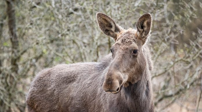 Patru exemplare de elan, animal considerat „inginer de ecosistem”, au sosit în Parcul Natural Vânători Neamţ