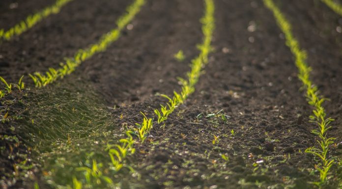 Revine criza din 2022 în agricultură – Recoltele de cereale din 2027 ar putea fi afectate de prețurile ridicate la îngrășăminte