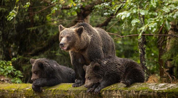 Liber la împușcat de urși. Parlamentul a a votat noile cote de vânătoare pentru anul 2026