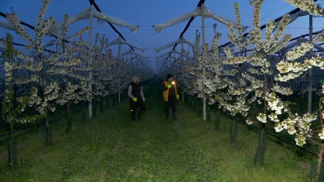 Val de frig la mijloc de primăvară. Agricultorii luptă să salveze culturile afectate de îngheț