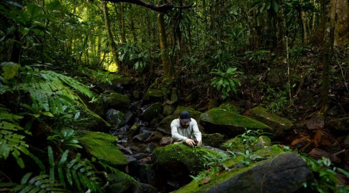 România intră în premieră pe harta globală a sunetelor narturii. Care sunt avantajele pentru economie