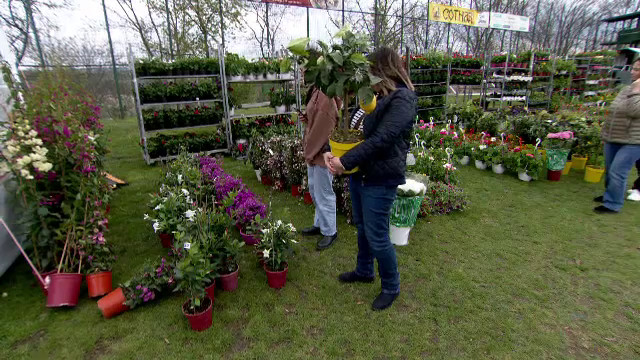 Târg de grădinărit la Stadionul USV Iași. Vizitatorii au putut vedea zeci de plante rare