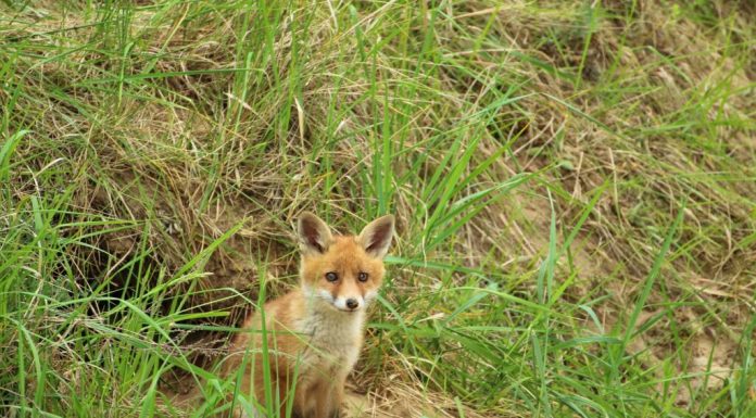 Fără mângâieri, dar cu multă grijă: cum sunt îngrijite animalele sălbatice într-un spital