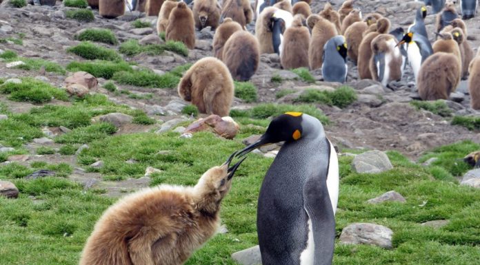 Pinguinul Imperial a intrat oficial pe lista speciilor pe cale de dispariție