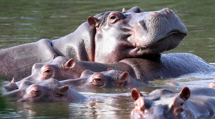 Un miliardar s-a oferit să preia 80 dintre „hipopotamii de cocaină” ai lui Pablo Escobar, pe care Columbia vrea să-i sacrifice