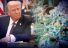 Administrația Trump schimbă reclasifică canabisului ca fiind mai puțin periculos. Ce înseamnă noua clasificare anunțată de Statele Unite