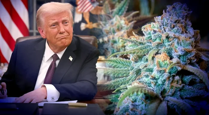 Administrația Trump schimbă reclasifică canabisului ca fiind mai puțin periculos. Ce înseamnă noua clasificare anunțată de Statele Unite