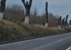 Iași. Șefii județului au decis tăierea a peste 1.000 de arbori: „Risc pentru circulație”