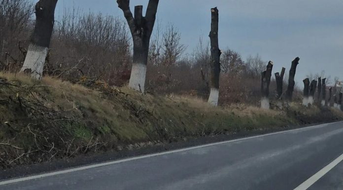 Iași. Șefii județului au decis tăierea a peste 1.000 de arbori: „Risc pentru circulație”