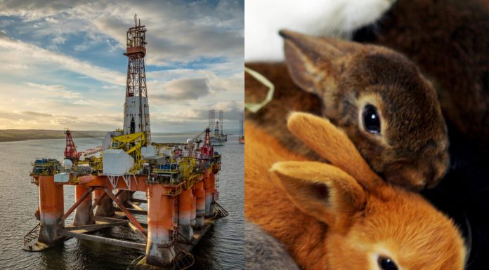 Trei iepurași au fost salvați de pe o platformă de foraj. Angajații au sunat imediat alarma: „Le-am pregătit un culcuș cald”