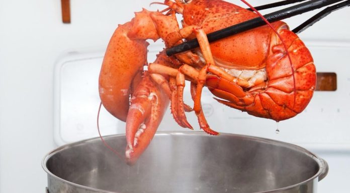 Oamenii de știință cer interzicerea imediată a fierberii homarilor de vii