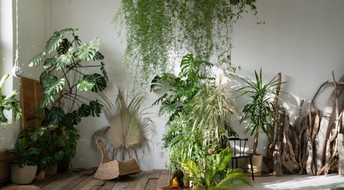 Plantele de apartament care îți pot otrăvi cățelul sau pisica. La ce trebuie să fiți atenți