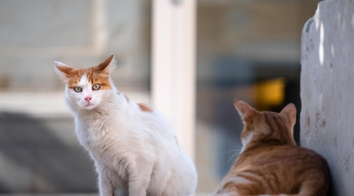 Zooland.ro – Limbajul corpului la pisici